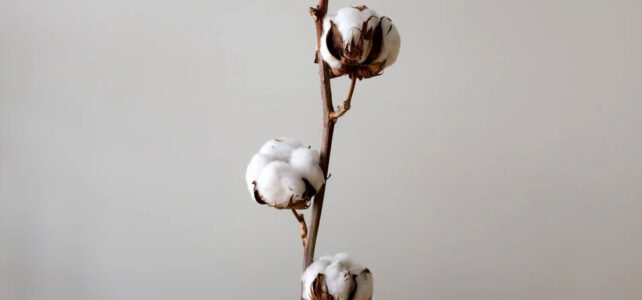 The Benefits of Organic Cotton: Why Chetna Coalition Stands Out