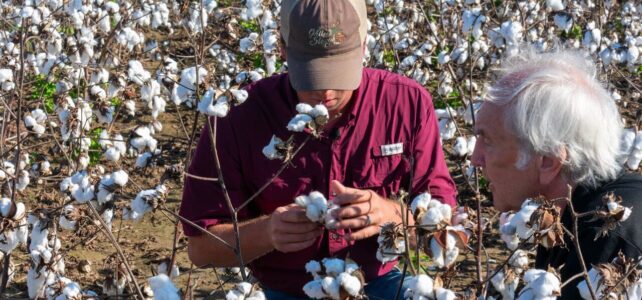 Sustainable Cotton Farming: How Chetna Organic Empowers Local Farmers